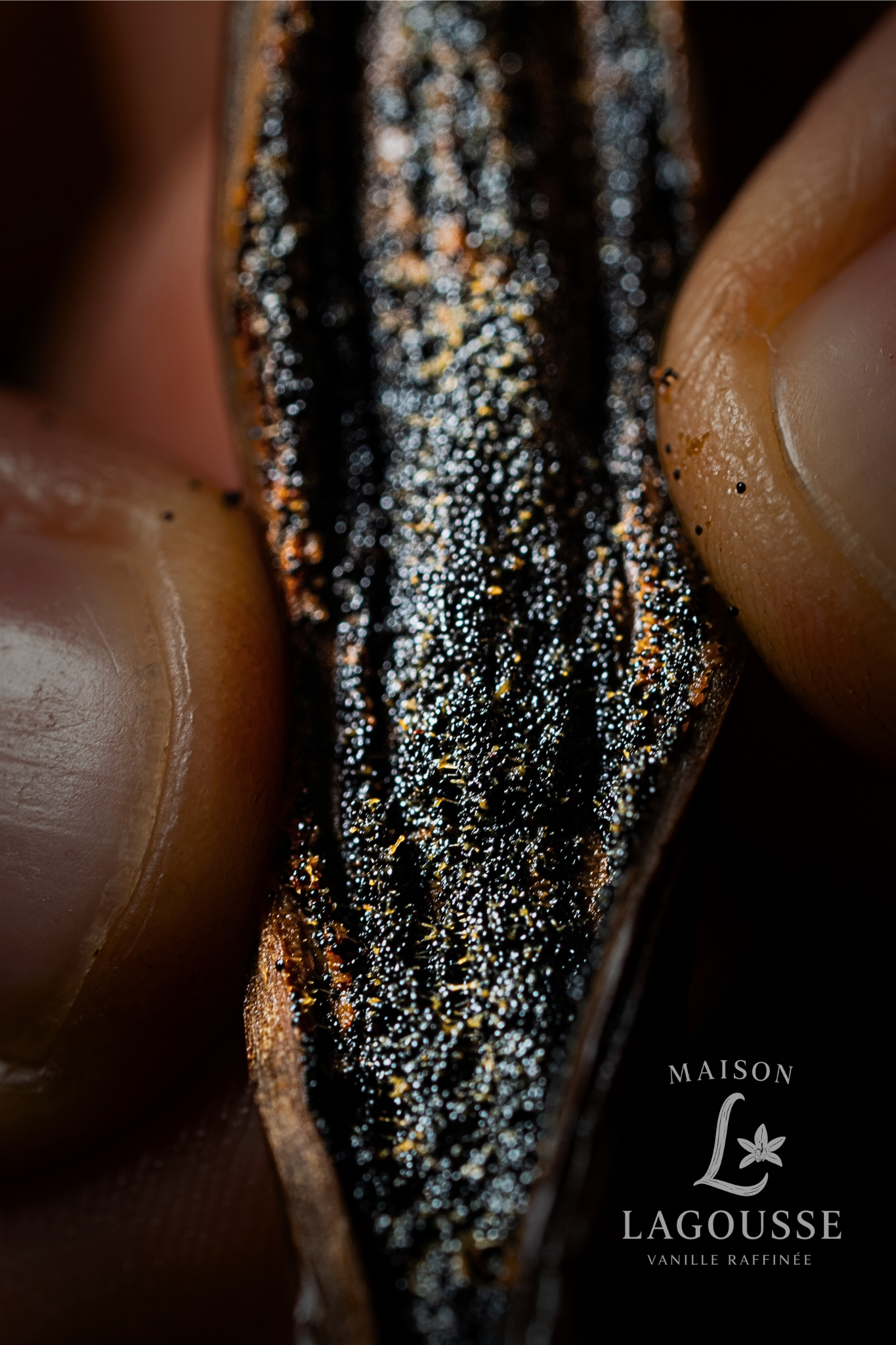 Gousse de Vanille de Madagascar – Gourmet XXL (18 cm et +)